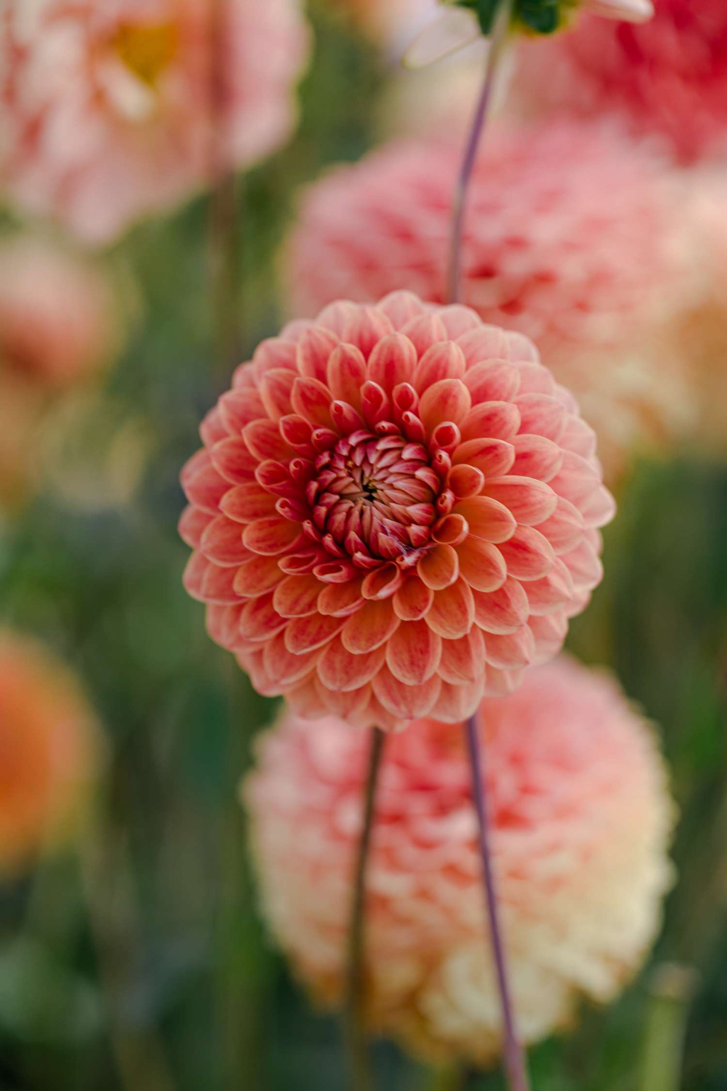 Daalia 'Beatrice'
